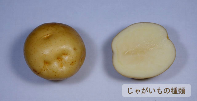 男爵薯